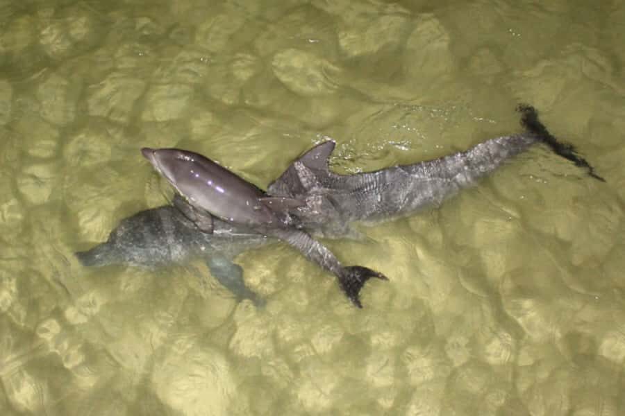 Moreton Island: Tangalooma Whale Watching & Dolphin Feeding - Safety and dolphin protections: the stuff you should take seriously