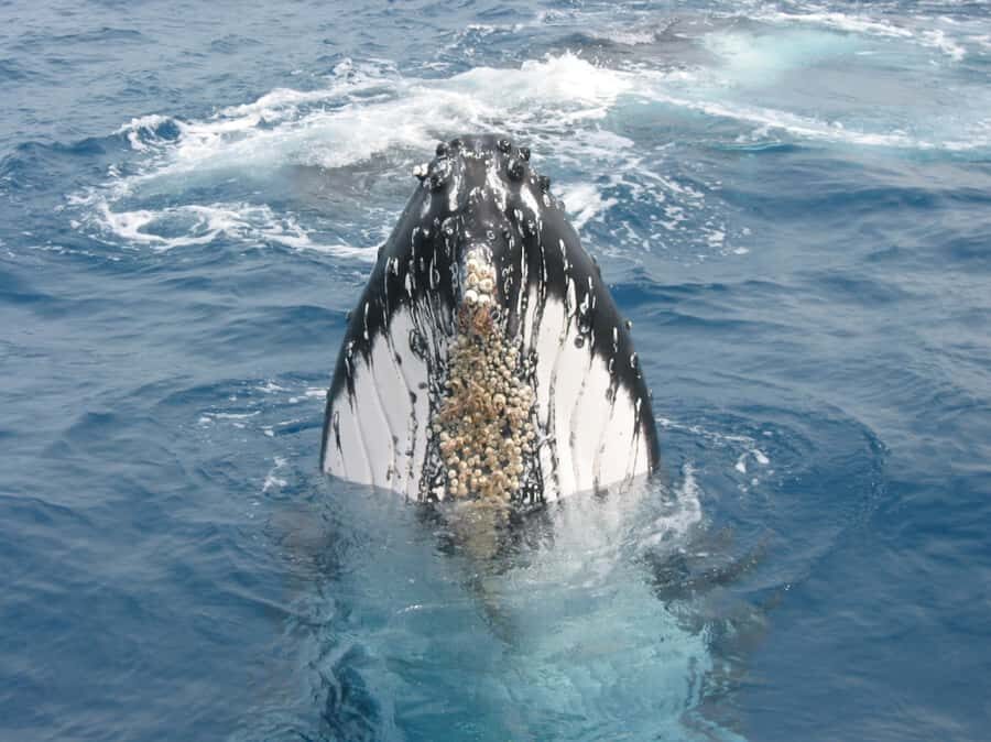 Moreton Island: Tangalooma Whale Watching & Dolphin Feeding - Tangalooma Island Resort day pass: the best way to handle the in-between hours