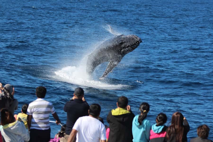 Moreton Island: Tangalooma Whale Watching & Dolphin Viewing - Moreton Island and Tangalooma: what you’re really paying for