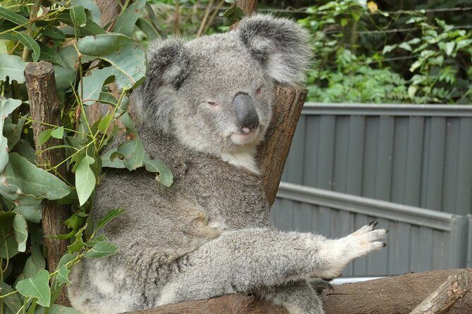 Noosa, Aussie Animals & Glass House Mountains from Brisbane - Wildlife HQ Zoo: Australia animal time, with an optional entry cost