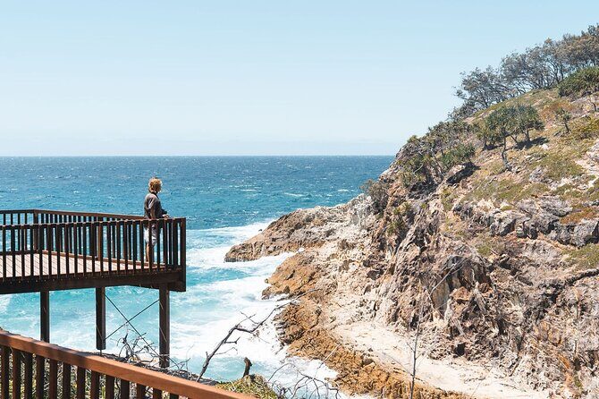 North Stradbroke Island Day Tour from Brisbane – Small Group - The interior wildlife hunt: koalas and kangaroos where you can actually spot them