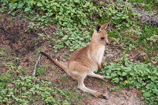 North Stradbroke Island Private Tour with Pickup - Stop 5: Point Lookout lunch time and ice cream options