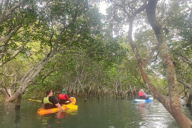 Raby Bay Wildlife Kayak Tour - Key highlights at a glance