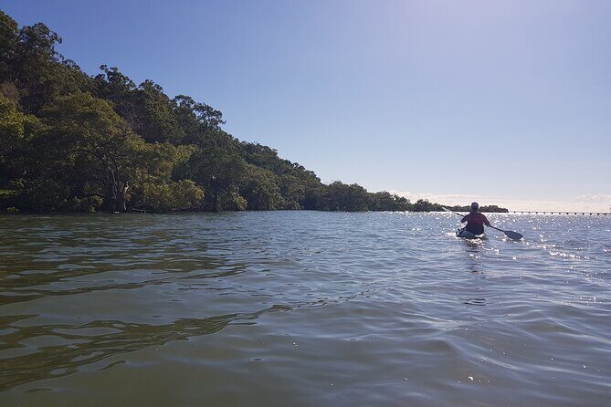 Raby Bay Wildlife Kayak Tour - Stop 3: mangroves, native birds, and stingrays in the shallows