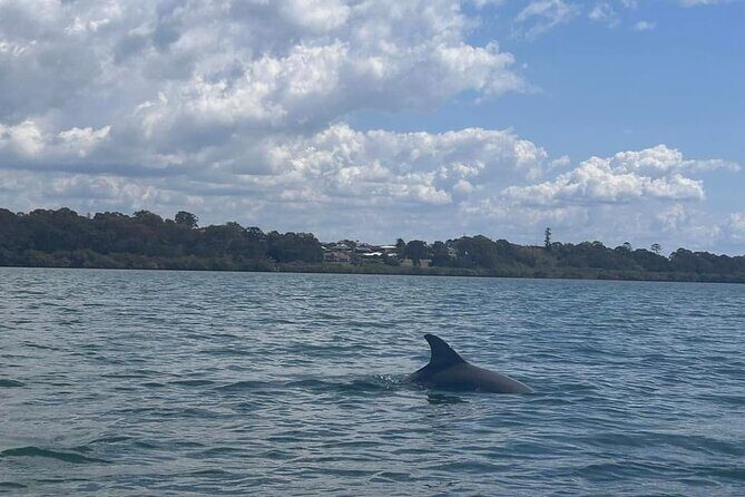 Raby Bay Wildlife Kayak Tour - Guides matter: why the instruction changes everything