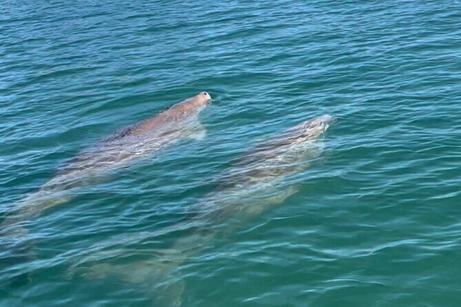 Raby Bay Wildlife Kayak Tour - Before you paddle: safety briefing plus real beginner support
