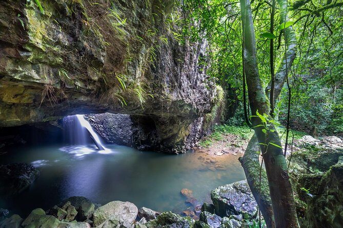 Springbrook andTamborine Rainforest Tour Incl Natural Bridge and Glow Worm Cave - Key Highlights Worth Your Attention