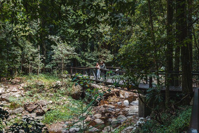 Springbrook andTamborine Rainforest Tour Incl Natural Bridge and Glow Worm Cave - Cedar Creek Glow Worm Caves: How Daylight Can Still Show You Tiny Stars