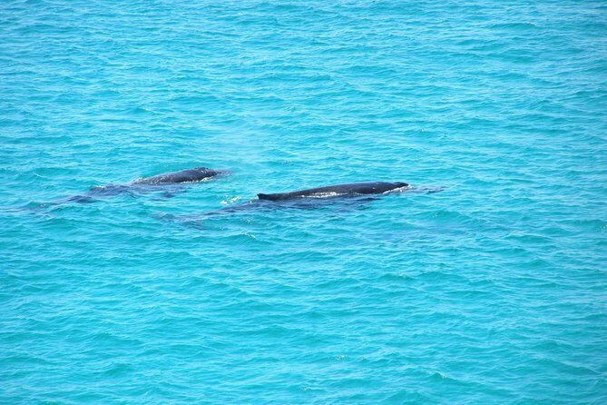 Stradbroke Island 4WD Day Trip from Brisbane - Key things you’ll notice on this Stradbroke 4WD day