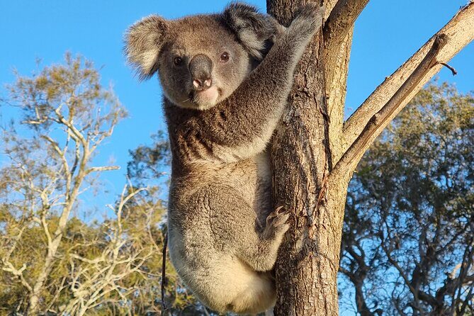 Stradbroke Island Eco Day Trip from Brisbane – Wildlife & Beaches - Key highlights you’ll feel on the day