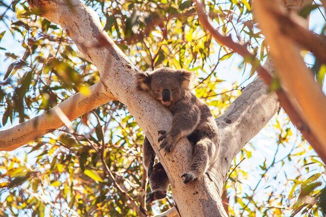 Stradbroke Island Eco Day Trip from Brisbane – Wildlife & Beaches - Weather, timing, and packing for an 11-hour day