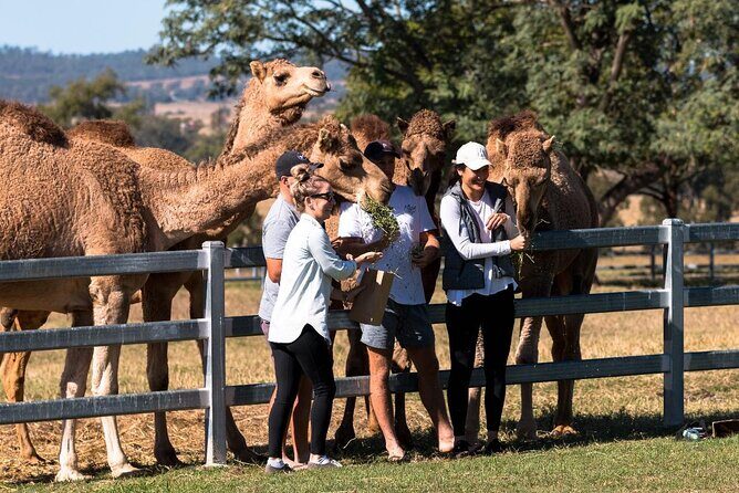 Tour, Taste & Camel Encounter - Stop: the behind-the-scenes camel farm and dairy tour