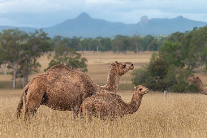 Tour, Taste & Camel Encounter - Weather, timing, and group size: planning so it goes smoothly