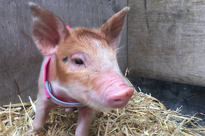 Trevena Glen 1hr Animal Tour - A practical Brisbane animal-farm outing that feels personal