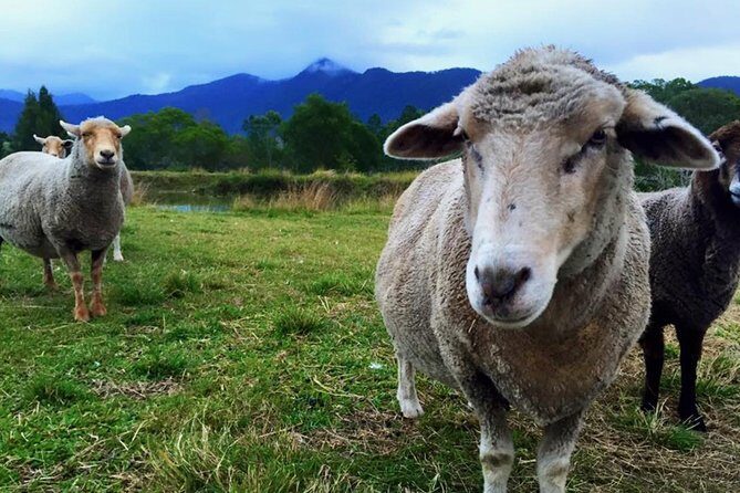 Trevena Glen Farm Animal Experience - Meet the Animals by Name (Freckles and Peppa)